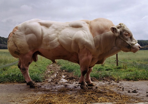 Musculo de vaca